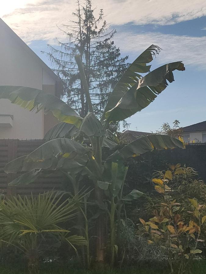 La Maison Bleue, A 20 Mn De Strasbourg, Sur La Route Des Vins, Jusqu'A 6 Personnes, Sélestat Exteriör bild